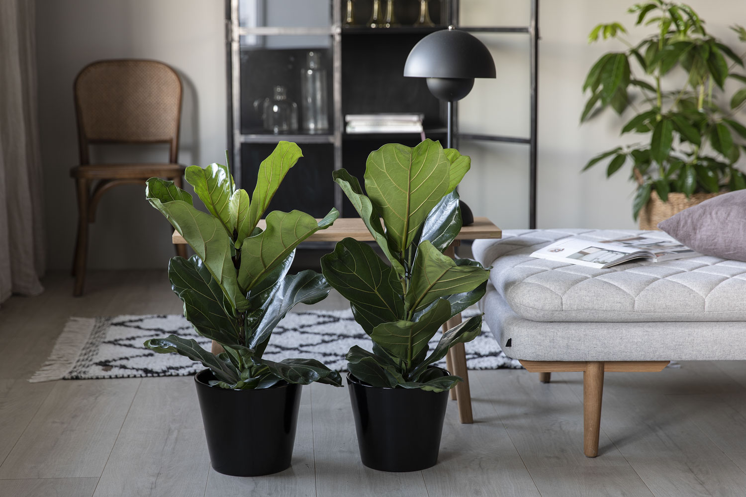 Philodendron p&aring; mosestokk